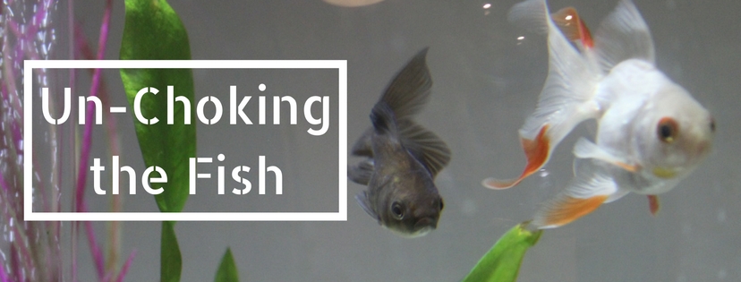 Un-Choking the Fish – Why I love being an entrepreneur